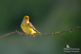 Golden oriole / ©Sergey Panayotov, European Roller hide